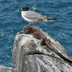 Swallow-tailed Gull